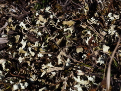 Cladonia foliacea