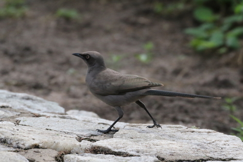 Ashy Starling (Lamprotornis unicolor), photo 10