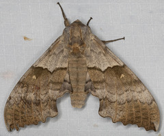 Pachysphinx occidentalis