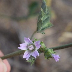 Malva multiflora