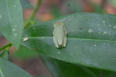 Rhacophorus malabaricus