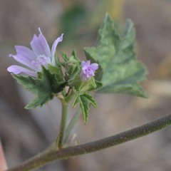 Malva multiflora