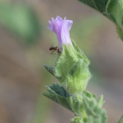 Malva multiflora