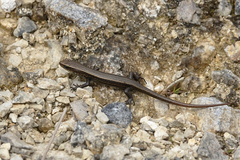 Lobulia elegans