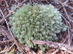 Leucobryum glaucum