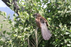 Centropus superciliosus