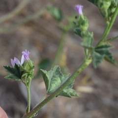 Malva multiflora