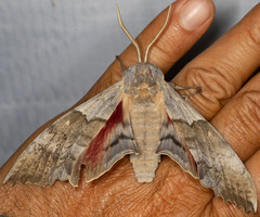 Pachysphinx occidentalis