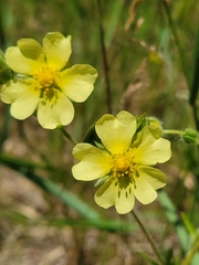 Potentilla recta