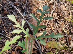 Cussonia paniculata sinuata