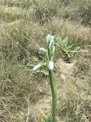 Albuca canadensis