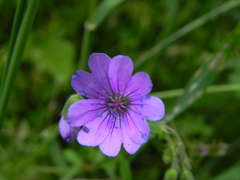 Geranium pyrenaicum