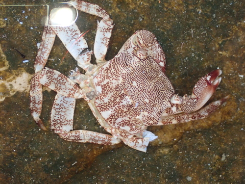 Šuša (Pachygrapsus marmoratus)