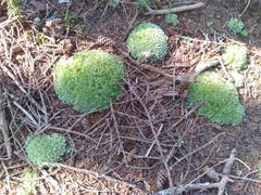 Leucobryum glaucum