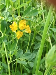 Medicago falcata