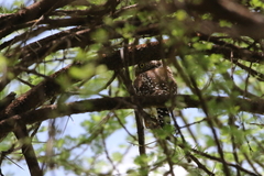 Glaucidium perlatum
