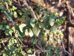 Carissa bispinosa