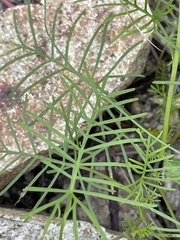 Ipomoea quamoclit