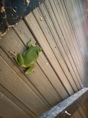 Hyla arborea