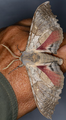 Pachysphinx occidentalis