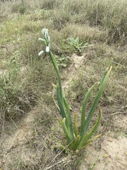 Albuca canadensis