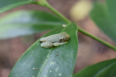 Rhacophorus malabaricus