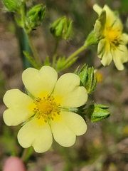 Potentilla recta