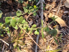 Carissa bispinosa