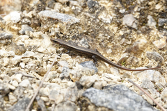 Lobulia elegans