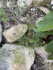 Ipomoea quamoclit