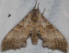 Pachysphinx occidentalis