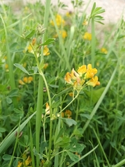 Medicago falcata