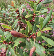Rhododendron ponticum