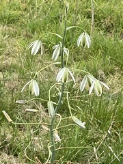 Albuca canadensis