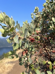 Arctostaphylos columbiana