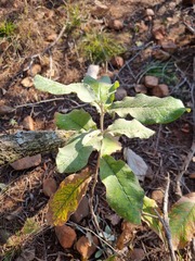 Brachylaena rotundata