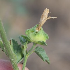 Malva multiflora