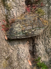 Phellinus igniarius