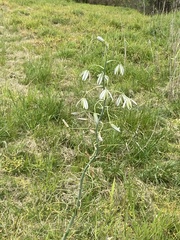 Albuca canadensis