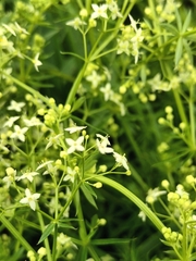 Galium album