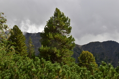 Pinus cembra