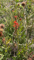 Castilleja miniata miniata