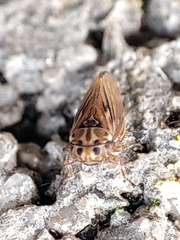 Anaceratagallia