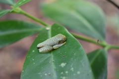 Rhacophorus malabaricus