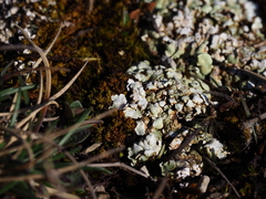 Squamarina cartilaginea