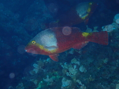 Sparisoma cretense