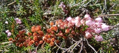 Erica vagans