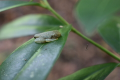 Rhacophorus malabaricus