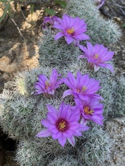 Mammillaria schumannii