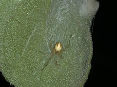 Theridiidae